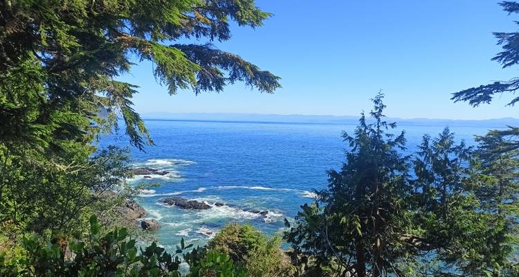 Blue Pacific waters and rocky outcrops framed by coastal evergreens under a clear sky.