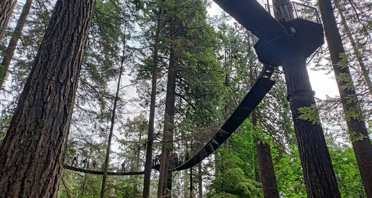Elevated treetop walkway platform and suspension paths weaving among tall conifers.