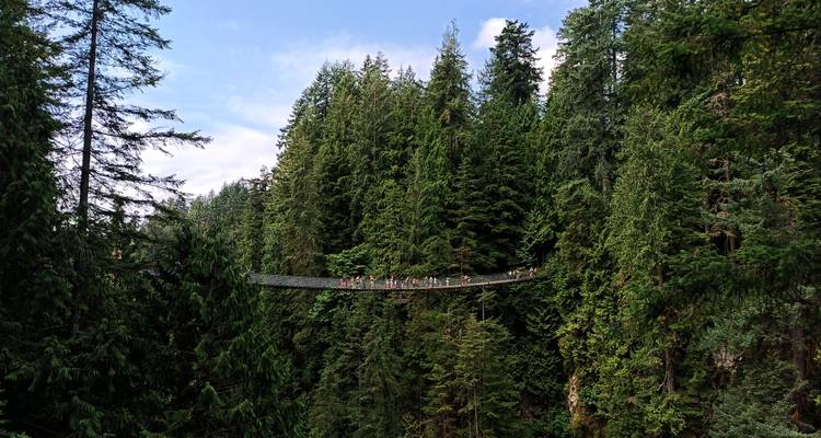 Long narrow suspension bridge high above a deep green canyon filled with towering trees.