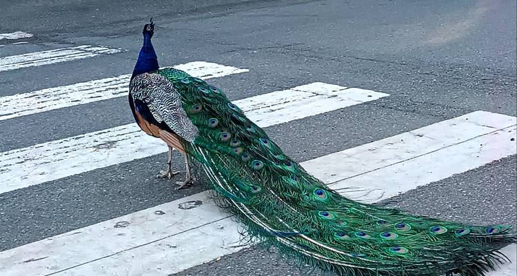 Colorful peacock strutting across a pedestrian crosswalk on a city street