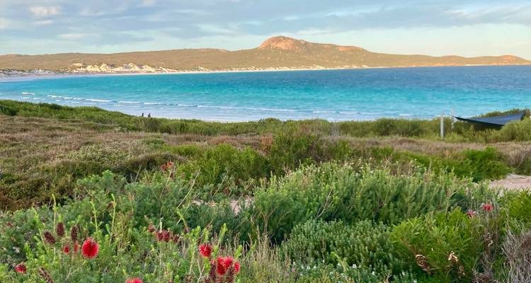Vibrant coastal heath with red flowers overlooking a turquoise bay and distant hills.