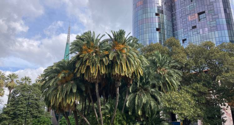 Cluster of tall palm trees in front of mirrored high-rise building on a bright day