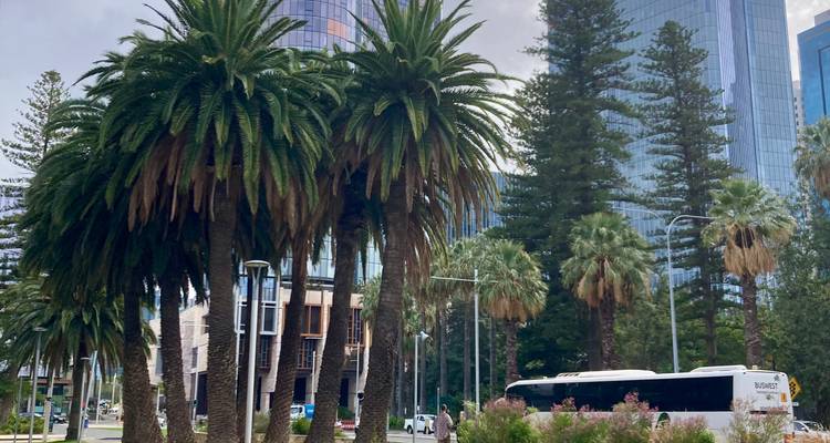 Row of palms and pines lining a city street with a passing bus and glass towers behind
