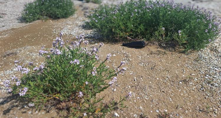 Arbustes désertiques fleuris de faible hauteur au milieu d'un sol sablonneux et de coquillages dispersés