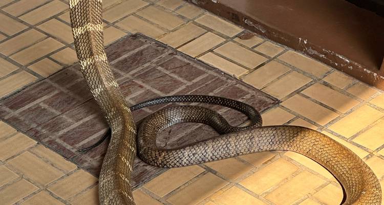 Serpiente enrollada con escamas con patrón deslizándose en el piso de baldosas en el interior.