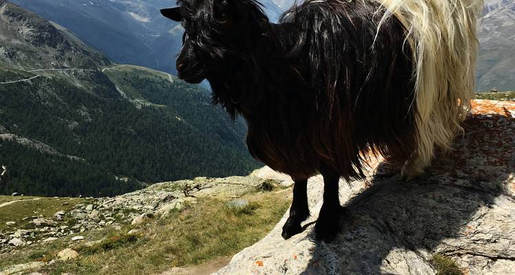 Close-up of a curious black goat standing on a rocky ledge above alpine forests and valleys.