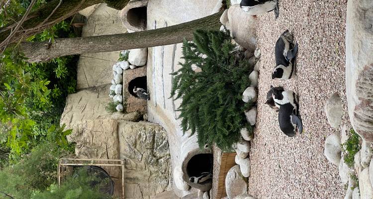 Varios pingüinos descansan sobre guijarros fuera de madrigueras de piedra en una exhibición de zoológico.
