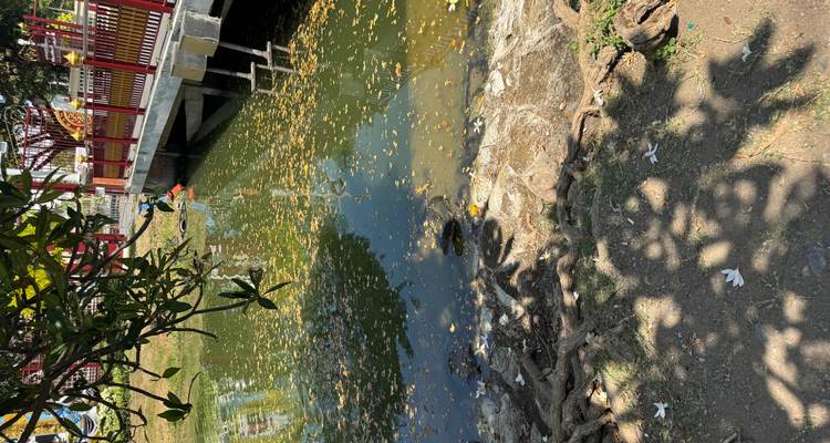 A small pond beneath a red bridge with floating leaves and reflections on a sunny day.