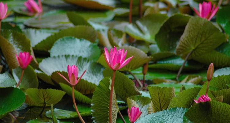 Close-up of vibrant pink lotus flowers emerging from green lily pads on calm water.