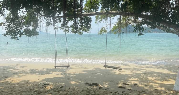 Two wooden swings hanging from a tree over a quiet sandy beach facing calm sea.