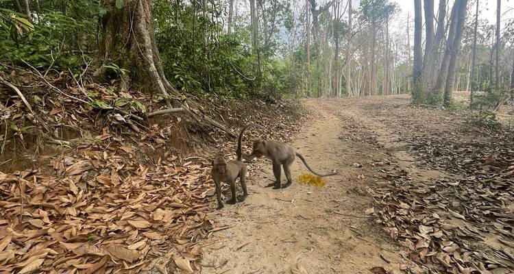 Two monkeys standing on a dry forest trail littered with fallen leaves.