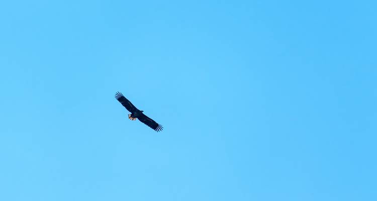 Un seul oiseau de proie planant dans un ciel bleu clair.