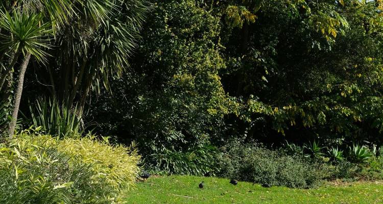 Shaded grassy garden area with dense tropical foliage and a few birds on the lawn.