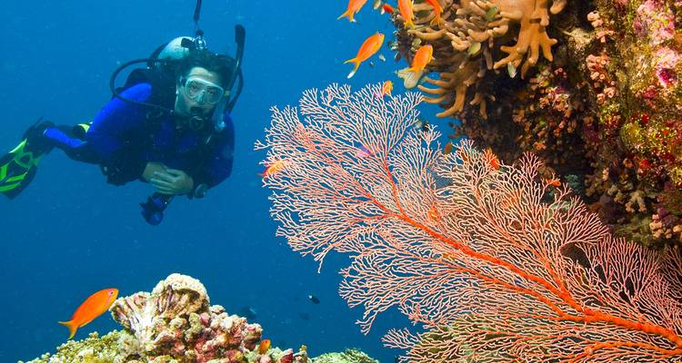 Scuba diver exploring vibrant coral reef with colorful fish and sea fan