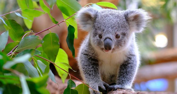 Schattig grijs koalabeer die over een tak glurt tussen vers eucalyptusblad.