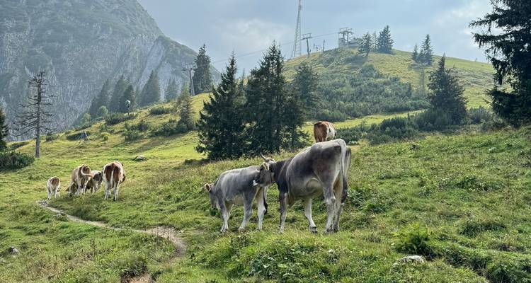 Des vaches qui paissent dans une prairie alpine verdoyante avec des sapins et des pentes rocheuses de montagne en arrière-plan.