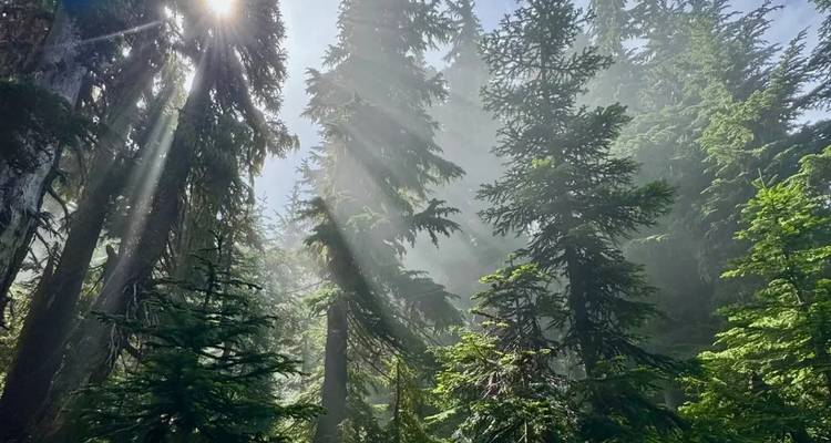 Sunbeams pierce through tall evergreen trees in a dense forest, illuminating misty air.
