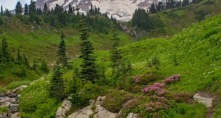 Wildflower-dotted alpine meadow framed by evergreen trees with glacier-clad mountain looming beyond.