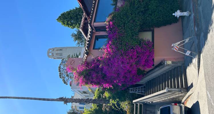 Pink house draped in blooming bougainvillea with Coit Tower rising behind clear blue sky
