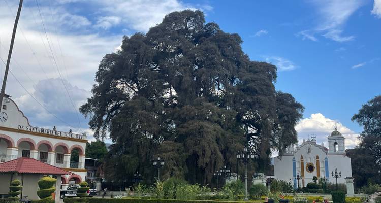 Massive ancient cypress tree dominating a small town square with church buildings in the background