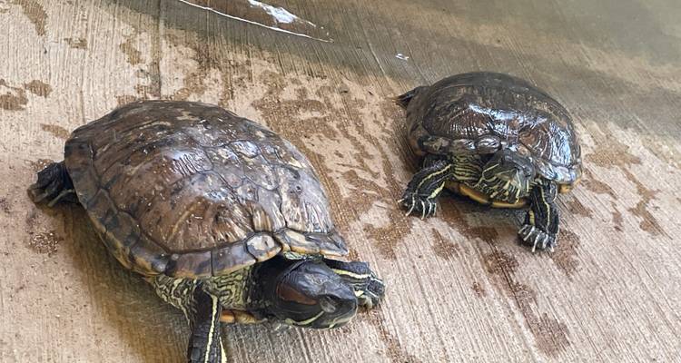 Two wet turtles resting on a damp concrete surface