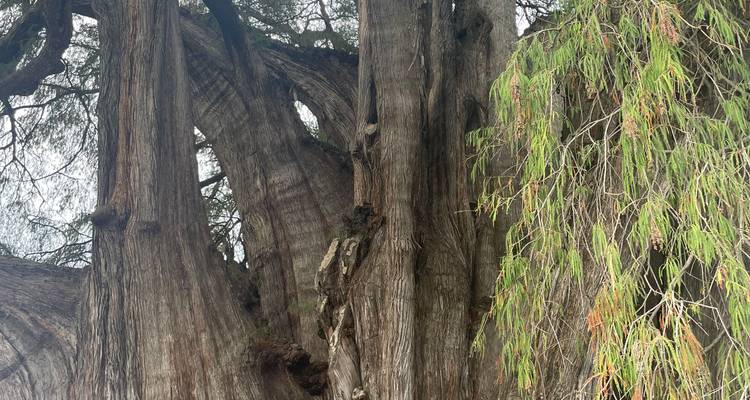 Close-up of thick twisted tree trunks with textured bark and cascading foliage