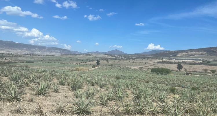 Expansive agave fields stretching toward distant arid mountains under a bright blue sky