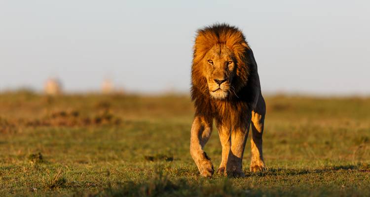 Male lion striding across open savanna grass in warm sunrise light.