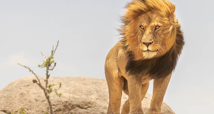 Lion with flowing mane standing alert on rocky outcrop against pale sky.