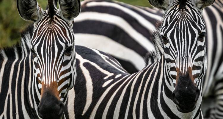 Close-up portrait of two zebras showing striking black and white stripes.