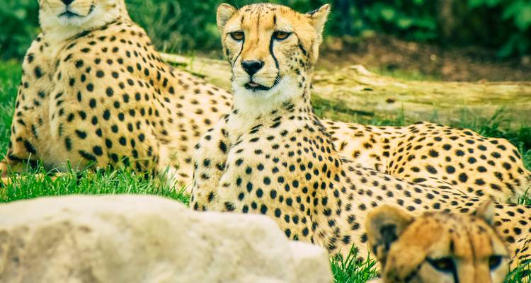 Group of relaxed cheetahs lying on grass, one looking directly at camera.