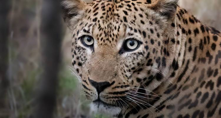 Close face portrait of alert leopard with piercing green eyes in forest shade.