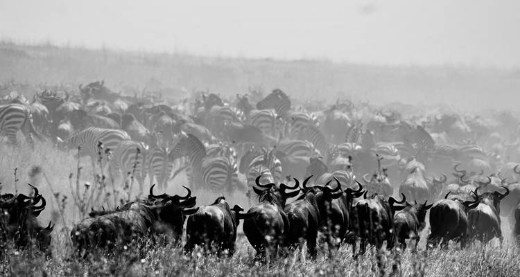 Black-and-white image of wildebeest and zebra migration kicking up dust on savanna.