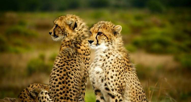 Deux jeunes guépards alertes assis dos à dos dans la savane ouverte.