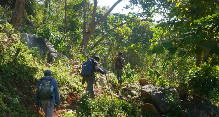 Hikers walking through a sun-dappled jungle path surrounded by dense foliage and rocks.