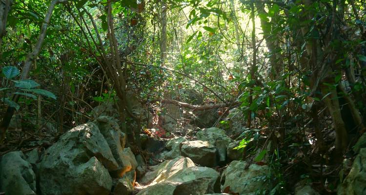 Rocky jungle ravine shaded by dense foliage with sunbeams filtering through the canopy.