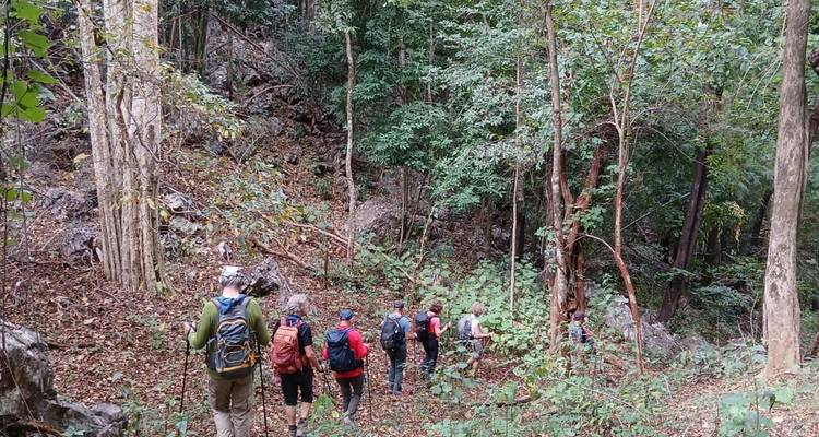 Trekking group descends a leafy forest trail surrounded by tall trees and rocky terrain.