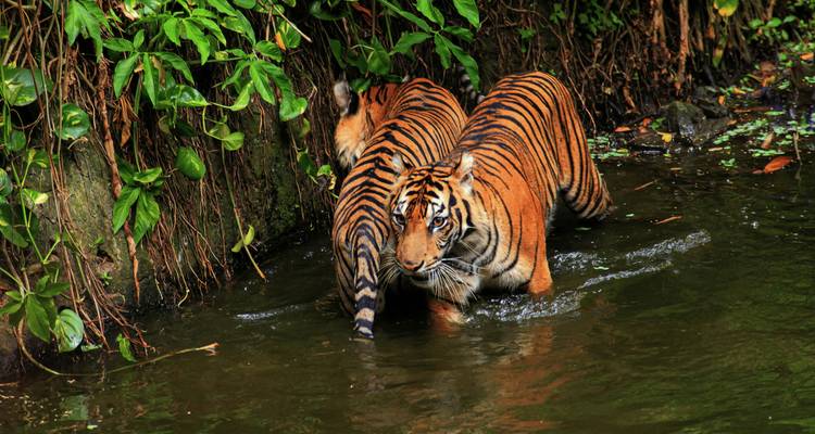 Two Bengal tigers wade through a shallow jungle stream bordered by green vines.