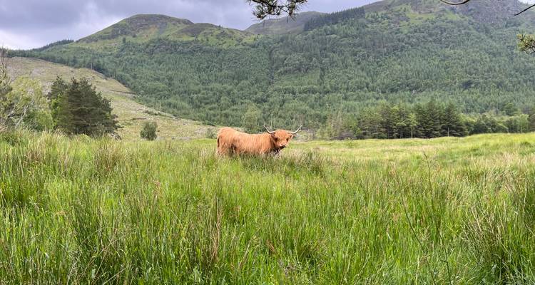 Une vache des Highlands au pelage hirsute broute dans une prairie verdoyante luxuriante, avec des collines boisées en arrière-plan.