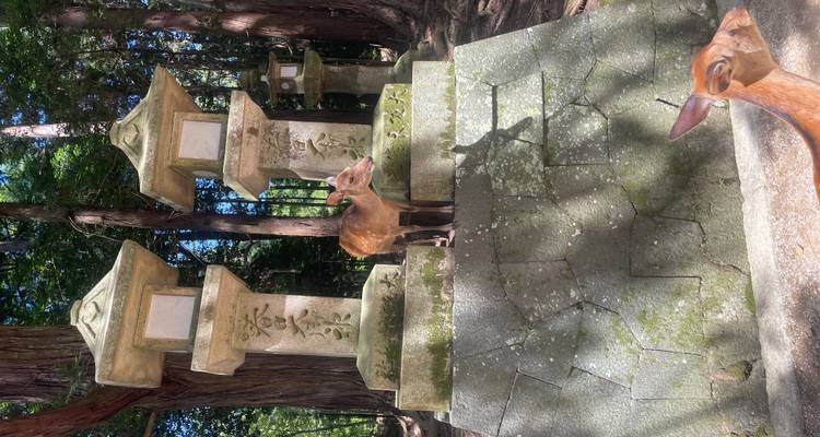 Young deer stands atop a stone lantern base in a wooded shrine area with another deer in the foreground.