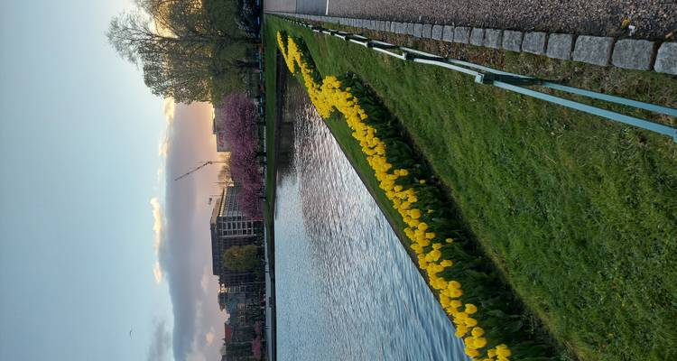 Row of yellow tulips borders tranquil city lake at dusk with pink blossom trees beyond.