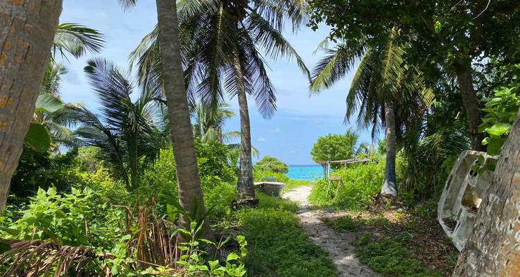 Narrow jungle path through dense palms leading to a glimpse of turquoise sea