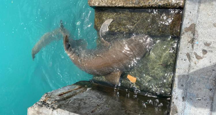 Large nurse shark resting in shallow turquoise harbor water beside concrete steps