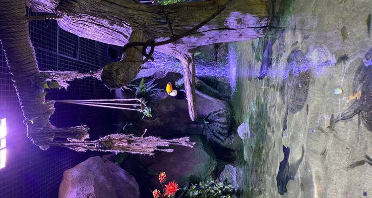 Indoor habitat with waterfall, rope swing and a toucan perched over clear water