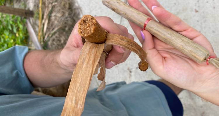 Hands holding and tasting a local cinnamon-like spice stick outdoors