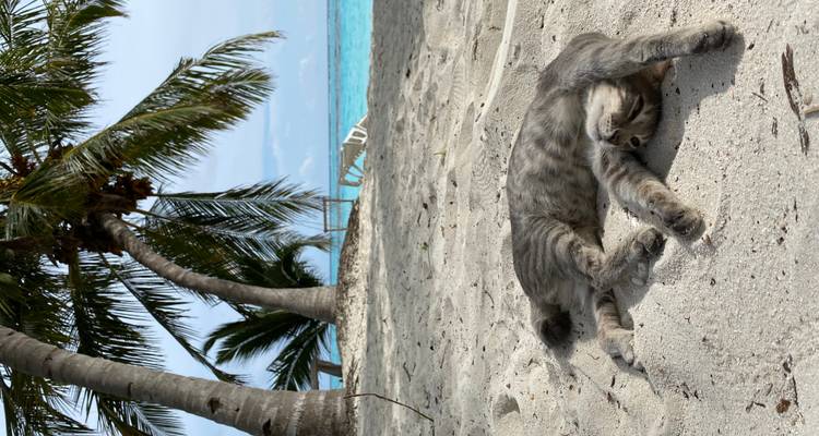 Grey tabby cat stretching on warm beach sand beneath palm trees by turquoise lagoon