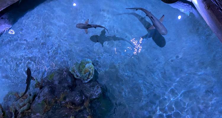 Overhead view of small sharks swimming in clear blue aquarium water