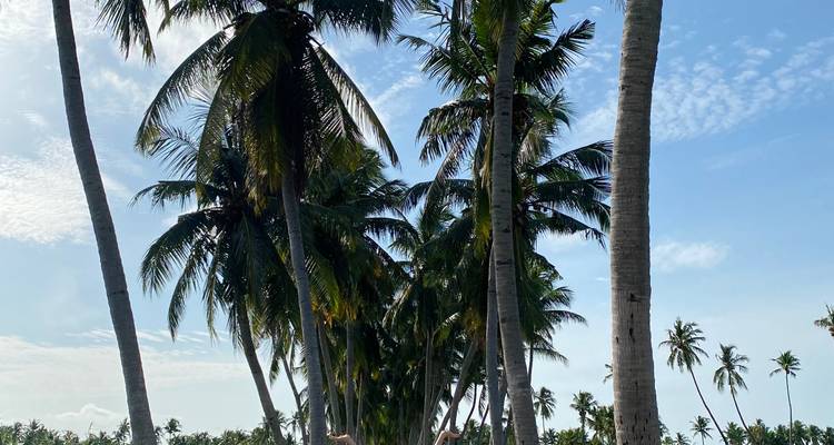 Upper portion of traveler hanging on a swing between tall palms against blue sky