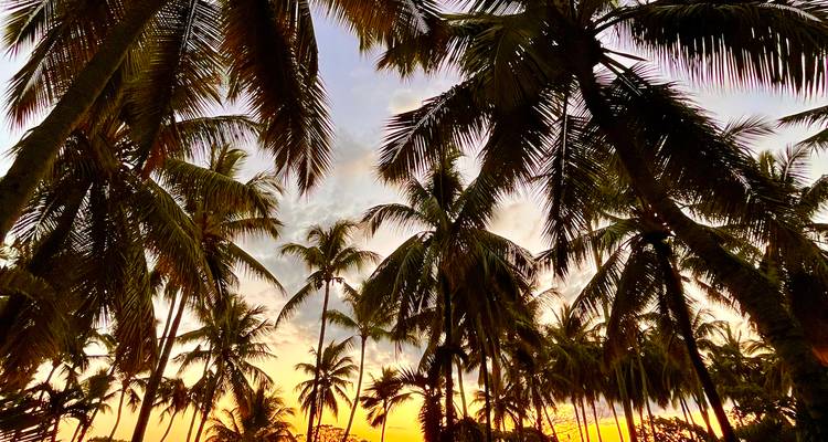 Silhouettes of tall palm trees frame a colorful sky as the sun sets over a tropical landscape.