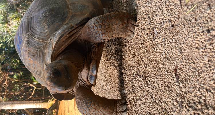Close-up view of a giant tortoise standing on textured ground in a shaded outdoor area.